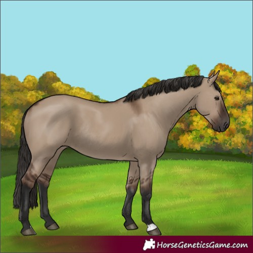 Horse Color:Liver Red Dun Rabicano 