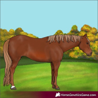 Horse Color:Chestnut 