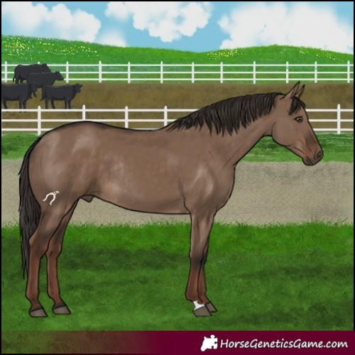 Horse Color:Liver Red Dun Rabicano 
