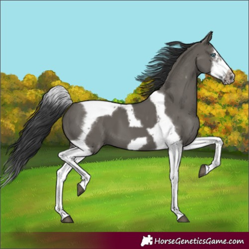 Horse Color:Grullo Splash Tobiano Frame 