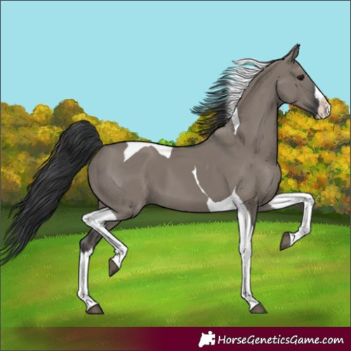 Horse Color:Grullo Splash Tobiano 