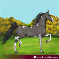 Horse Color:Grullo Splash Tobiano 