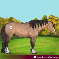 Horse Color:Bay Dun  and Bay Dun Rabicano 