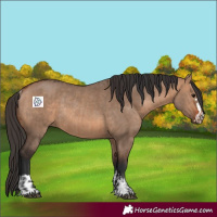 Horse Color:Bay Dun  and Bay Dun Rabicano 