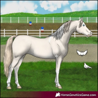 Horse Color:Perlino Dun Tobiano