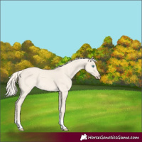 Horse Color:Cremello Dun Tobiano 