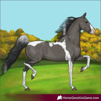 Horse Color:Grullo Splash Tobiano