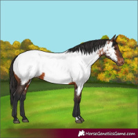 Horse Color:Brown Appaloosa 