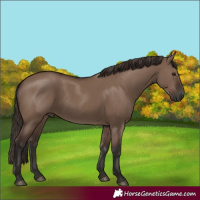 Horse Color:Liver Red Dun Rabicano 