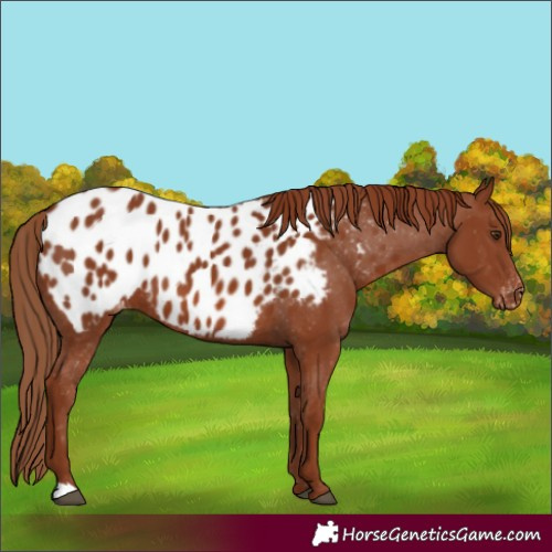 Horse Color:Chestnut Near Leopard