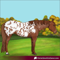 Horse Color:Chestnut Near Leopard