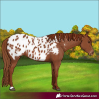 Horse Color:Chestnut Appaloosa