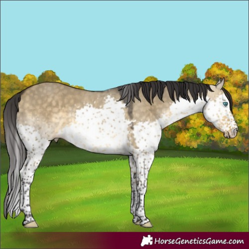 Horse Color:White Spotted Buckskin Dun Splash 
