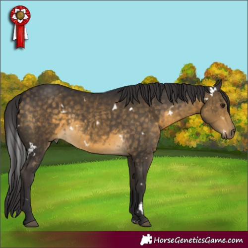 Horse Color:White Spotted Buckskin 