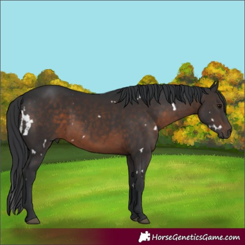 Horse Color:White Spotted Brown 
