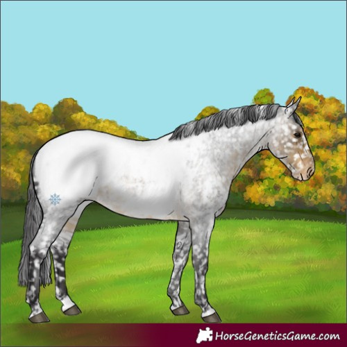 Horse Color:Buckskin Roan Appaloosa Rabicano 