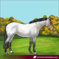 Horse Color:Buckskin Roan Appaloosa Rabicano 
