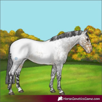Horse Color:Buckskin Roan Appaloosa Rabicano