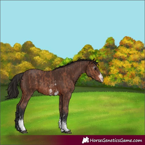 Horse Color:Bay Sabino Rabicano and Gray Bay Sabino Rabicano