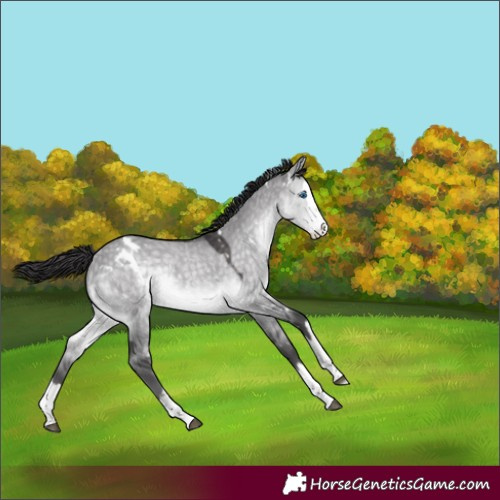 Horse Color:Platinum White Spotted Buckskin Dun Splash Rabicano 