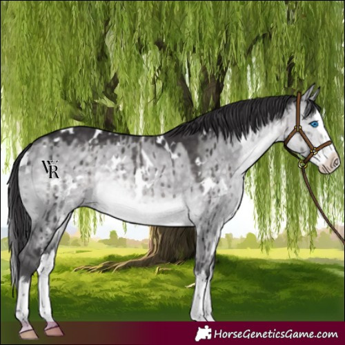 Horse Color:Platinum White Spotted Buckskin Dun Splash Rabicano Brindle