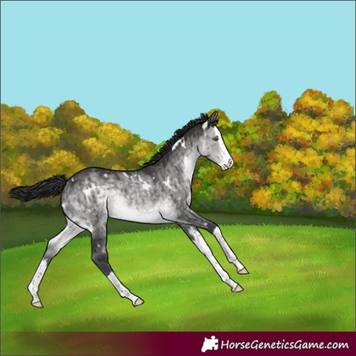 Horse Color:Platinum White Spotted Buckskin Dun Splash Rabicano Brindle 