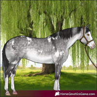 Horse Color:Platinum White Spotted Buckskin Dun Splash Rabicano