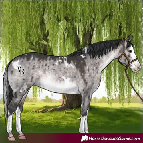 Horse Color:Platinum White Spotted Brown Dun Splash Rabicano Brindle 
