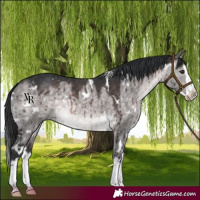 Horse Color:Platinum White Spotted Brown Dun Splash Rabicano Brindle 