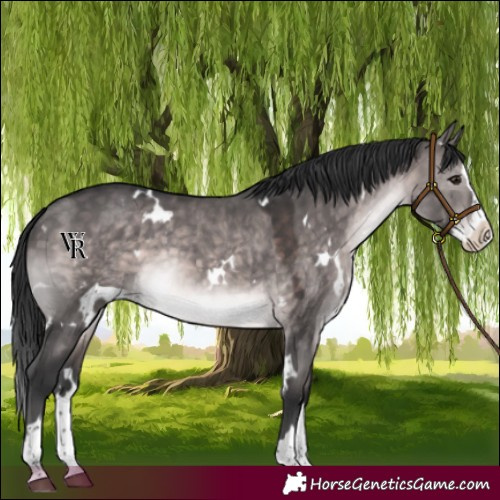 Horse Color:Platinum White Spotted Brown Dun Splash Rabicano 