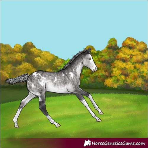 Horse Color:Platinum White Spotted Silver Buckskin Dun Splash Rabicano Brindle