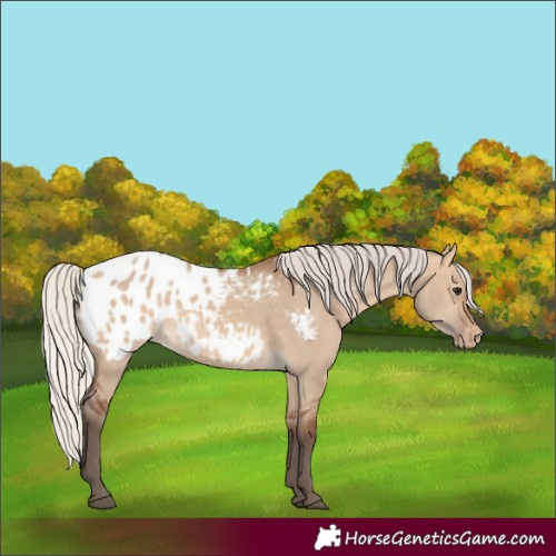 Horse Color:Silver Brown Dun Appaloosa 