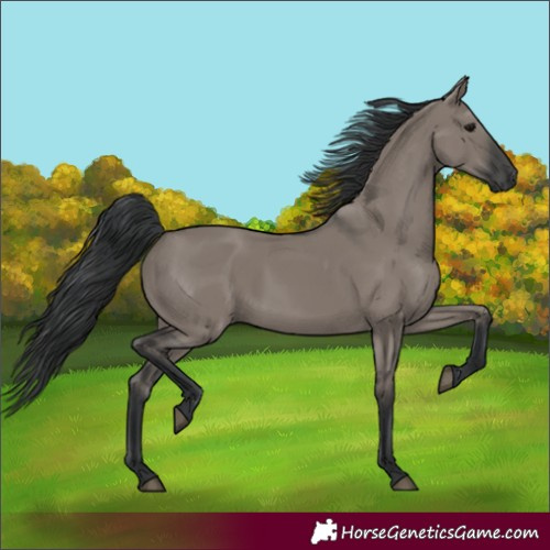 Horse Color:Grullo 