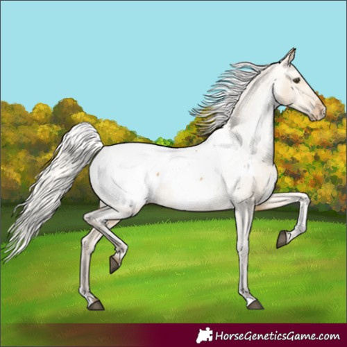 Horse Color:Silver Buckskin Dun Appaloosa 