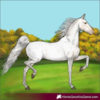 Horse Color:Silver Buckskin Dun Appaloosa 