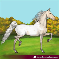 Horse Color:Silver Buckskin Dun Appaloosa 