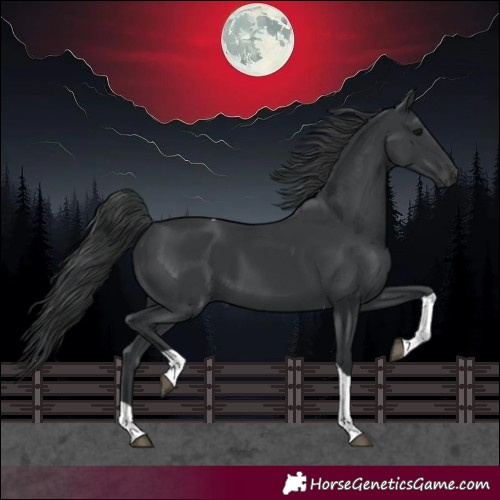 Horse Color:Black Tobiano 