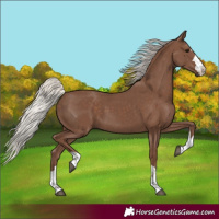Horse Color:Silver Black 