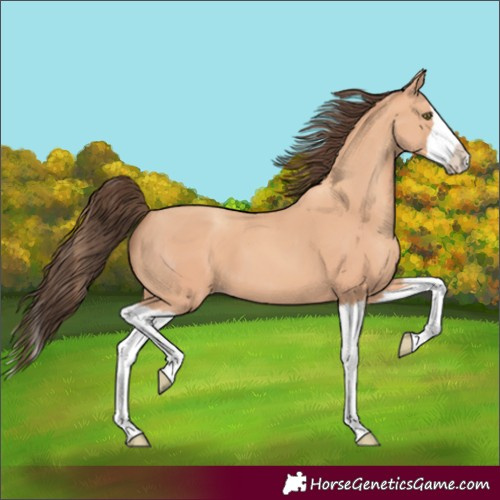 Horse Color:Amber Champagne Splash 