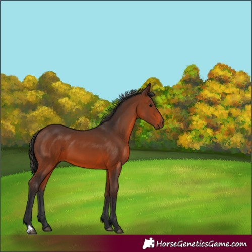 Horse Color:Brown 