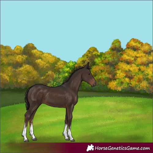 Horse Color:White Spotted Liver Chestnut 