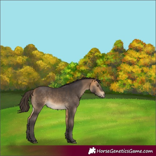 Horse Color:White Spotted Buckskin 