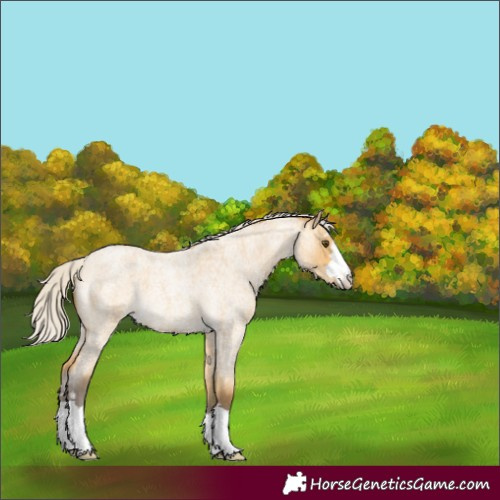 Horse Color:Silver Buckskin Roan Dun 