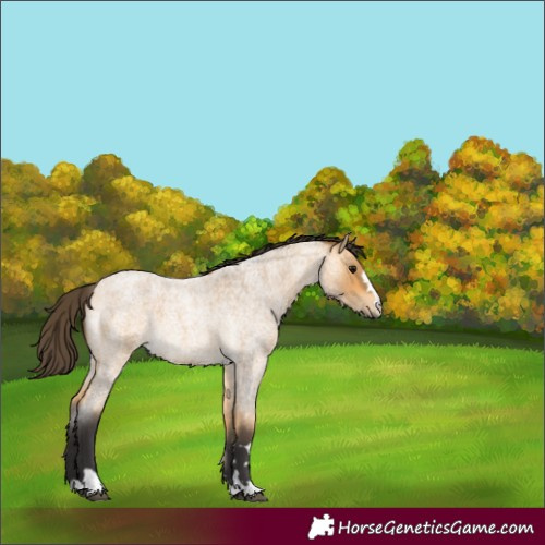 Horse Color:Buckskin Roan 