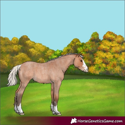 Horse Color:Silver Bay Roan 