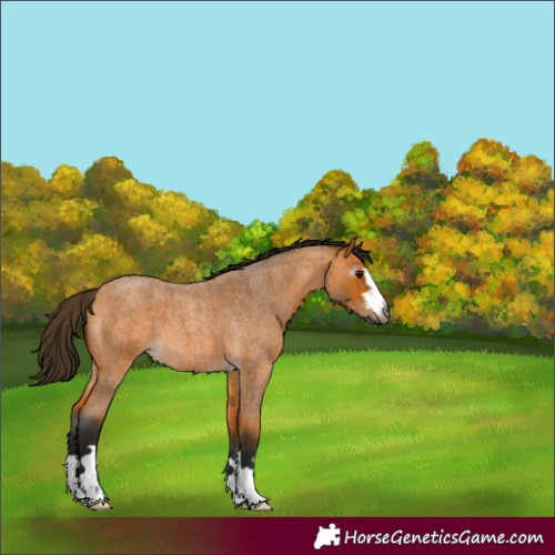 Horse Color:Gray Buckskin Roan 