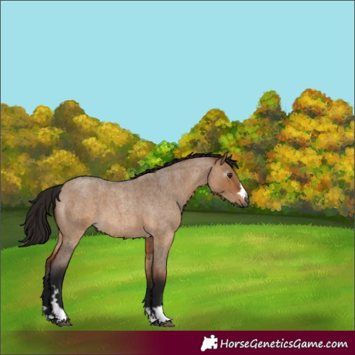 Horse Color:Gray Bay Roan Dun 