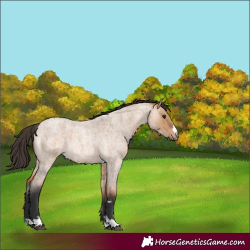 Horse Color:Bay Roan Dun 