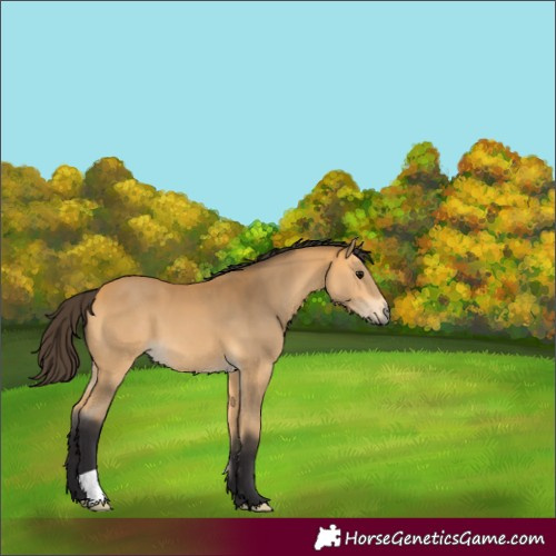 Horse Color:Buckskin 