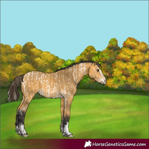 Horse Color:Silver Bay Roan Dun  and Buckskin 